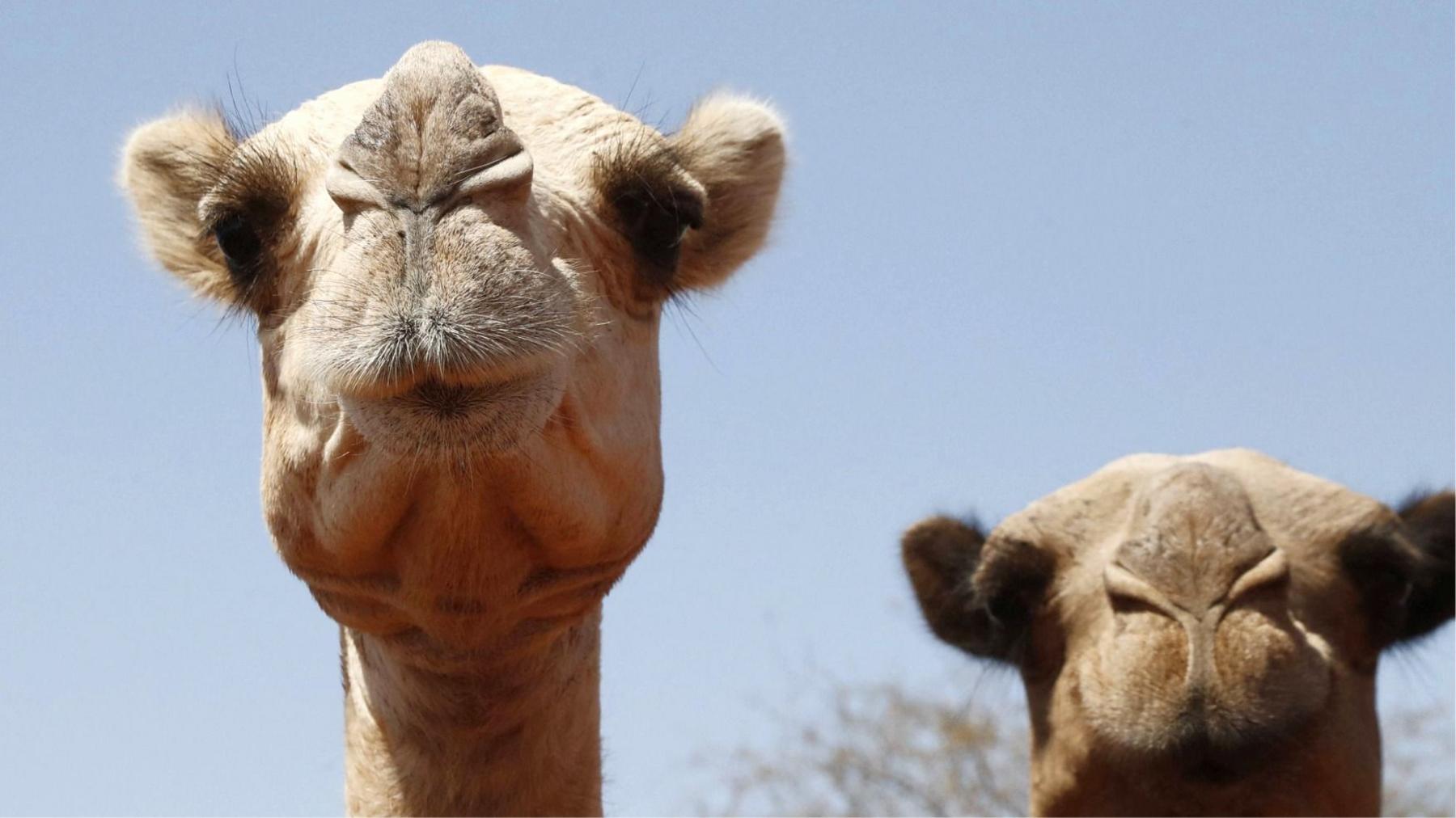 Camels Face Heatwave: Africa’s Desert Ships Trapped by Scorching Temperatures