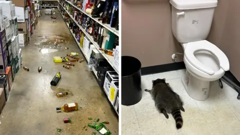 Raccoon Caught in Boozy Mishap After Liquor Store Break-In!
