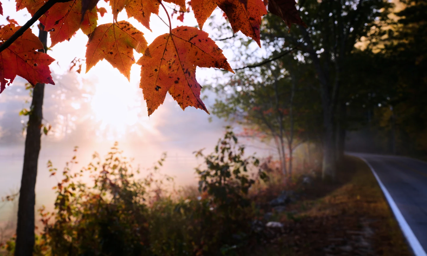 Autumn in Trouble: Drought Dims Leaf-Peeping in the U.S.