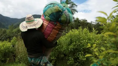 US Declares Colombia 'Failed' in Drug War Efforts